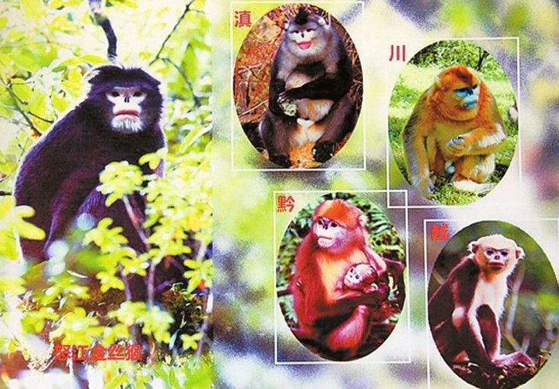 五種金絲猴