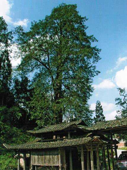 樹中殿堂 樹中殿堂