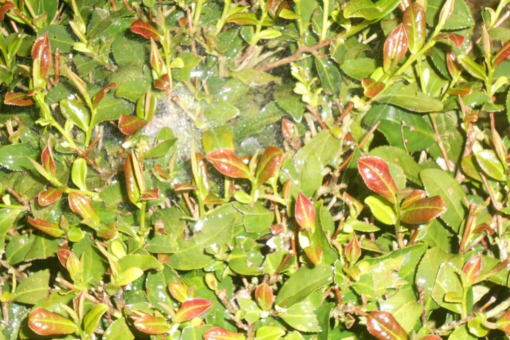 紅芽歪尾桃 紅芽歪尾桃