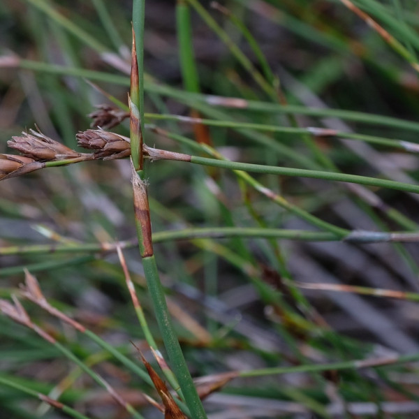 Thamnochortus levynsiae