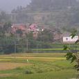 小板井村 小板井村