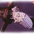 吹綿蚧殼蟲(吹綿蚧)