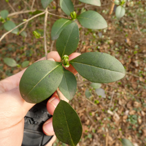 Ligustrum ovalifolium