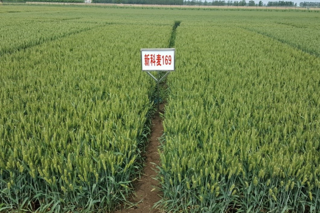 新科麥169 新科麥169