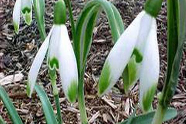 Galanthus nivalis \x27Viridi-apice\x27