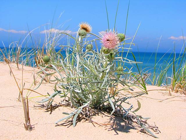 瓶薊 瓶薊