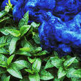 蓼藍(植物)
