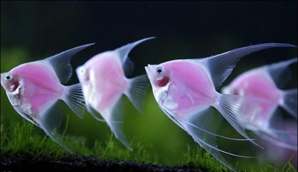 粉紅色轉基因螢光天使魚
