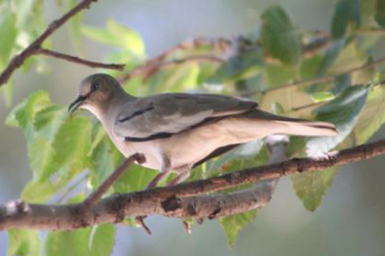 紫翅地鳩 紫翅地鳩