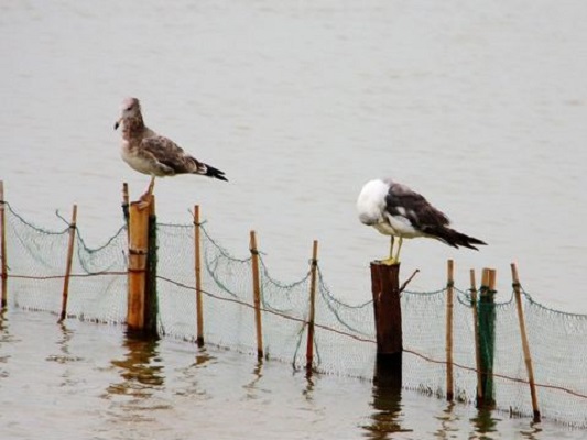 河北海興濕地和鳥類省級自然保護區