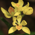 黃花無柱蘭 黃花無柱蘭