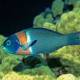 雙帶錦魚 雙帶錦魚