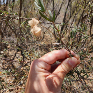 Guichenotia tuberculata