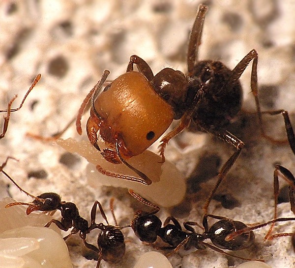 新羽化的野蠻收穫蟻的大型工蟻，它的體色還比較淡