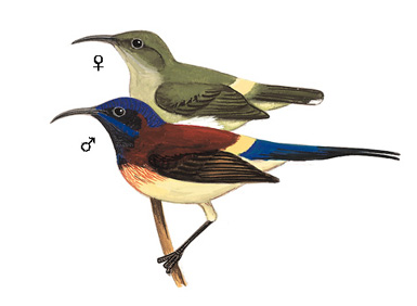黑胸太陽鳥滇西亞種