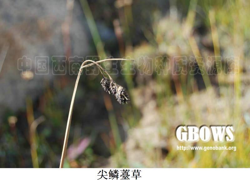 尖鱗薹草 尖鱗薹草