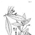 黑葉楠 黑葉楠