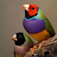 七彩文鳥(胡錦鳥) 七彩文鳥(胡錦鳥)