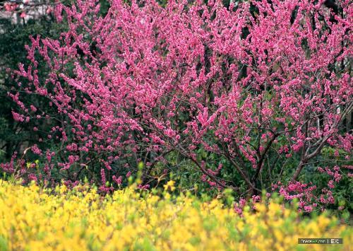 冰櫻花 冰櫻花