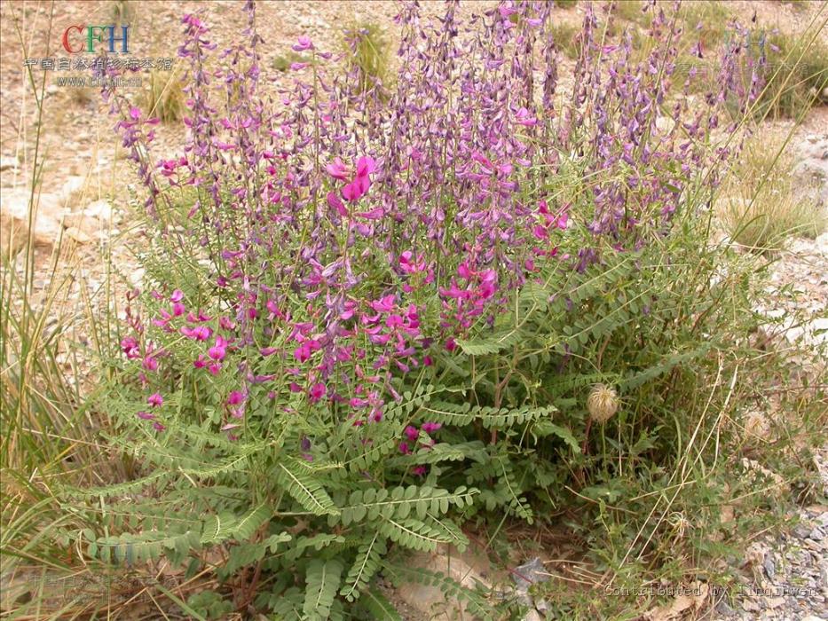 木岩黃芪 木岩黃芪