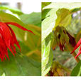 紅花八角蓮 紅花八角蓮