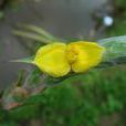 田蔥(植物) 田蔥(植物)