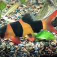 醜鰍魚 醜鰍魚