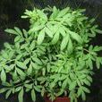 臭草(禾本科臭草屬植物) 臭草(禾本科臭草屬植物)