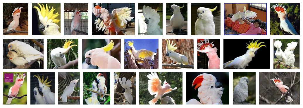 白鳳頭鸚鵡屬