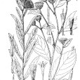 刺苞斑鳩菊 刺苞斑鳩菊