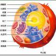 細胞體 細胞體