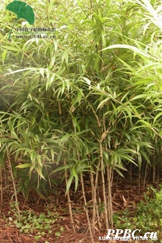 緬甸方竹