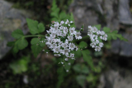 散血芹(中藥) 散血芹(中藥)
