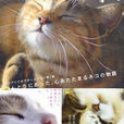 貓咪物語(日本2006年富士電視台以貓為題材的紀錄片)
