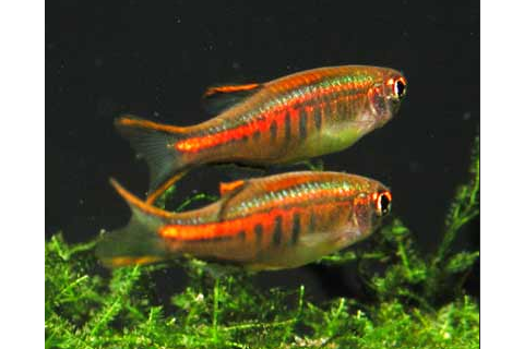密耙魚屬 密耙魚屬