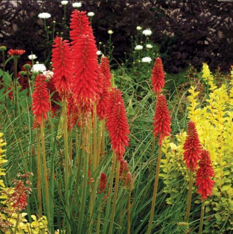 Kniphofia \x27Redhot Popsicle\x27 Kniphofia \x27Redhot Popsicle\x27