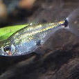 月光燈(淡水觀賞魚) 月光燈(淡水觀賞魚)