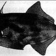 黃鰭馬面魨(羊魚) 黃鰭馬面魨(羊魚)