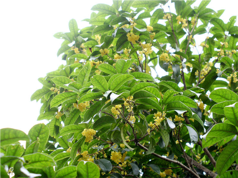 桂花樹種植技術網