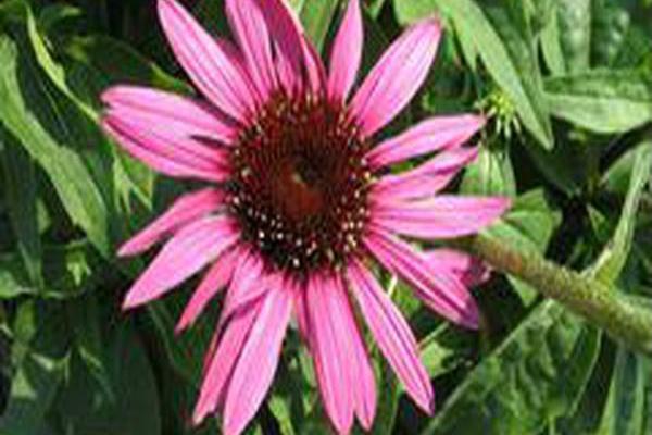 Echinacea purpurea \x27Green Eyes\x27 Echinacea purpurea \x27Green Eyes\x27