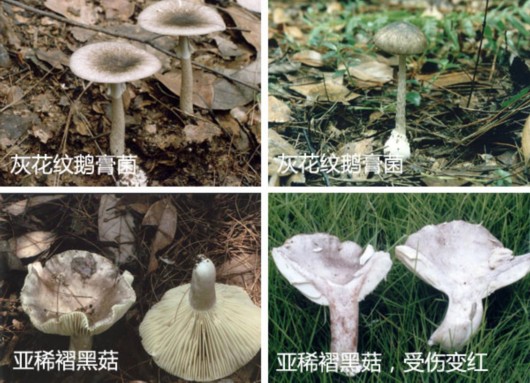 洛陽食用毒蘑菇中毒事件
