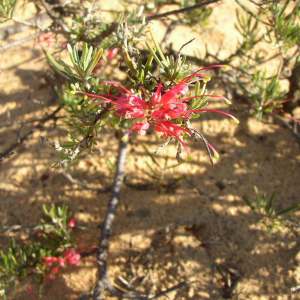Grevillea pinaster