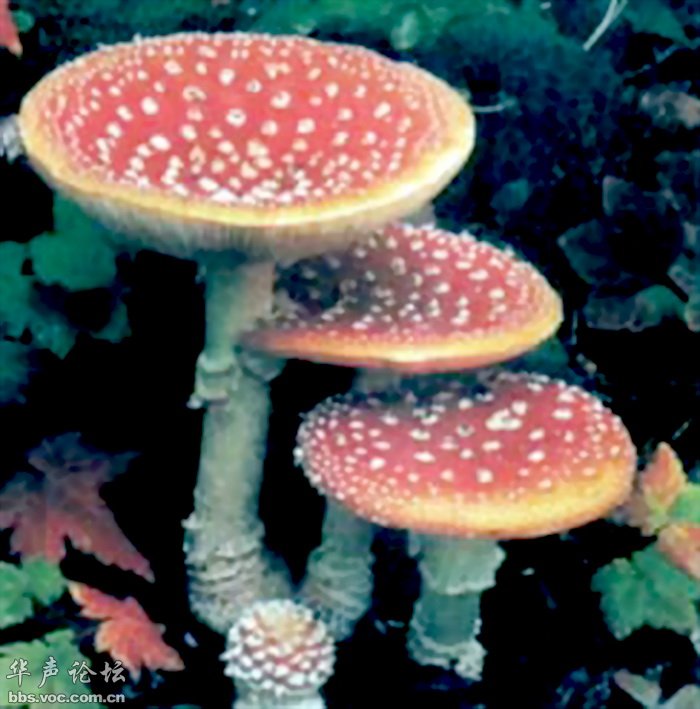 迷幻毒蘑菇