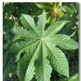 蓖麻葉(多年生灌木或小喬木) 蓖麻葉(多年生灌木或小喬木)