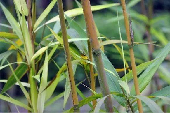 短籜茶稈竹 短籜茶稈竹