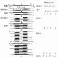 割裂基因 割裂基因