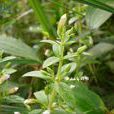 黃花水八角 黃花水八角