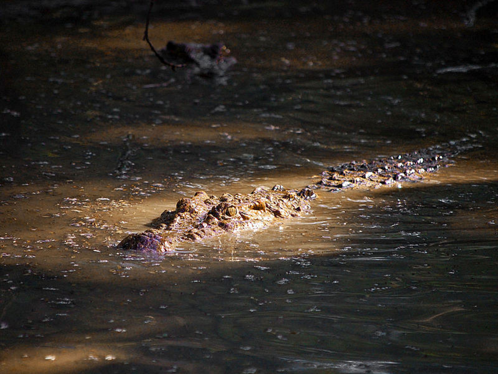 水中的菲律賓鱷