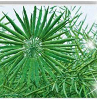 蓉雜油6號 蓉雜油6號