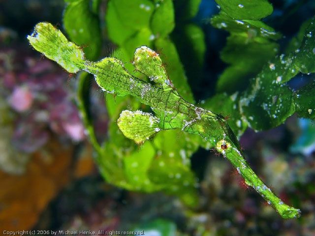 溝口魚科 溝口魚科
